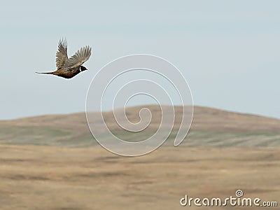 Flying Rooster Pheasant Stock Photo