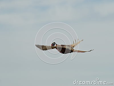 Flying Rooster Pheasant Stock Photo