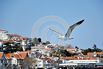 Flying sea gull upflont coast line on Princes Island in Istanbul Stock Photo