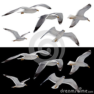 Flying sea gulls set Stock Photo