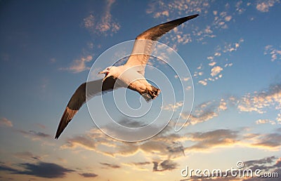 Flying seagull Stock Photo