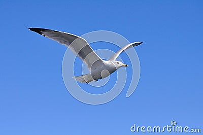 Flying Seagull Stock Photo