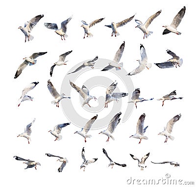 Flying seagull actions isolated on white Stock Photo