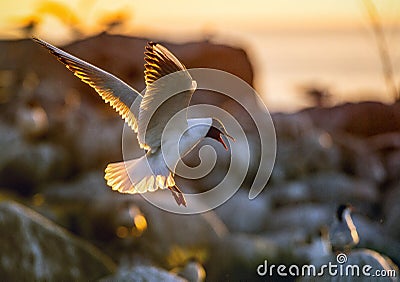 The flying seagull in backlight of the sunset. S Stock Photo