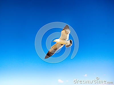 Flying Seagull Eat Shrimp Snack, Muchangpo Beach, Boryeiong, Chungnam, South Korea, Asia Stock Photo