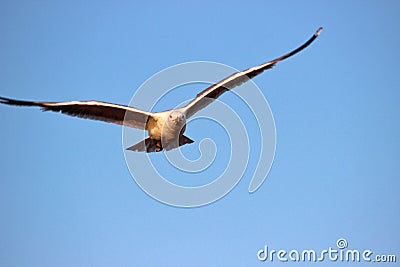 Flying seagull. Stock Photo