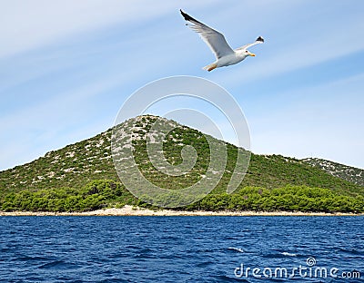Flying seagull near the Pasman island. Croatia. Stock Photo
