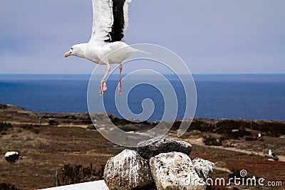 Flying seagull with ocean background Stock Photo