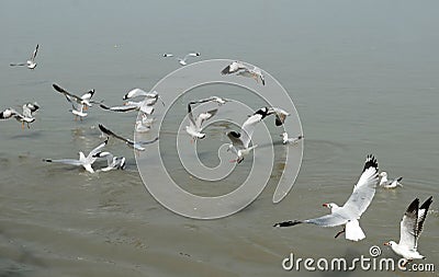 Flying Seagull Stock Photo