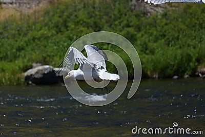 Flying Seagull over a river Stock Photo