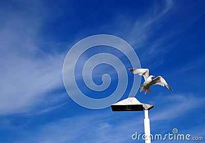 Flying seagull Stock Photo