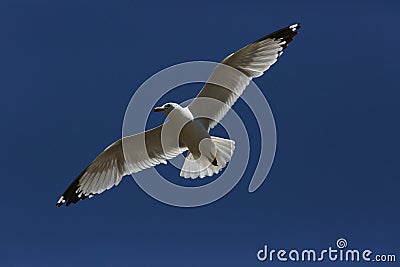 Flying Seagull on the sky Stock Photo