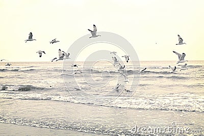 Flying seagulls at the beach Stock Photo