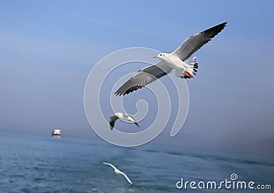 Flying seagulls Stock Photo
