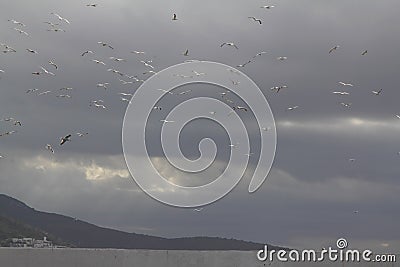 Flying Seagulls, flock of seagulls in flight Stock Photo