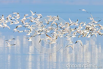 Flying Seagulls, flock of seagulls in flight, reflection in water Stock Photo