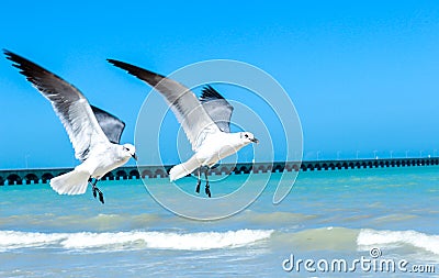 Flying seagulls Stock Photo