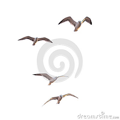 Flying seagulls Stock Photo