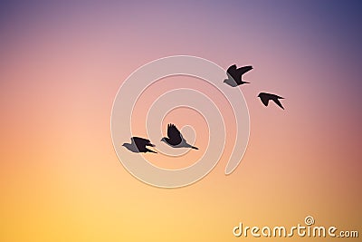 Flying seagulls over the sea and sunrise sky Stock Photo