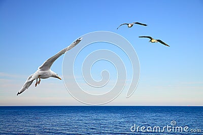 Flying seagulls Stock Photo