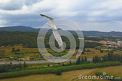 Flying seagulls in sky. Close shooting of seagull in flight Stock Photo