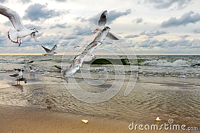 Flying Seagulls at Sunset Stock Photo