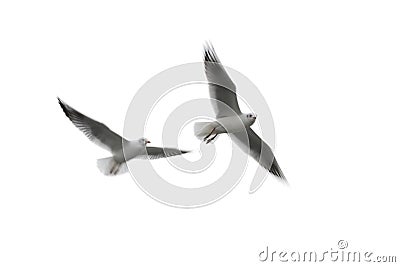 Flying seagulls on white Stock Photo