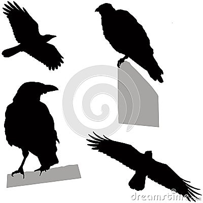 Flying and sitting crow Vector Illustration