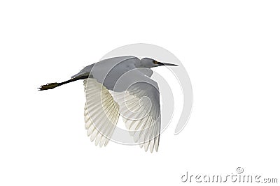 Flying Snowy Egret isolated on white background Stock Photo