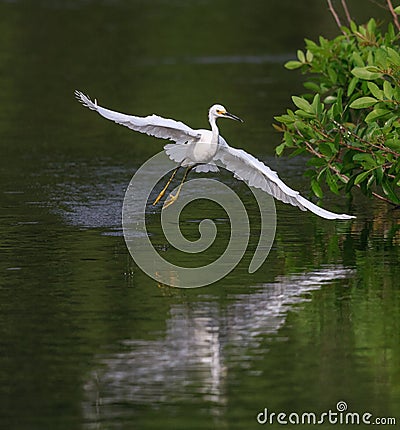 Flying snowy egret flies over pond at Venice Rookery Stock Photo