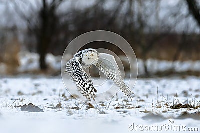 Flying Snowy Owl above snowy steppe Stock Photo