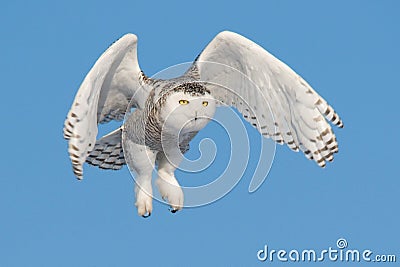 Flying Snowy Owl (Bubo scandiacus) Stock Photo