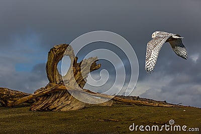 Flying Snowy Owl Stock Photo