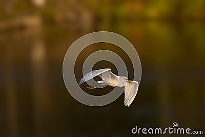 Flying snowy white egret in afternoon light Stock Photo