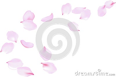 Flying soft pink rose petals. Delicate flowers blossom, blooming floating falling wind, vector background Vector Illustration