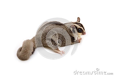 Flying squirrel holding food in hand on white background Stock Photo