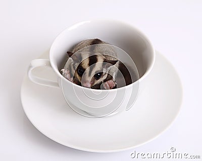 Flying squirrel or Sugarglider in a ceramic cup of coffee. Stock Photo