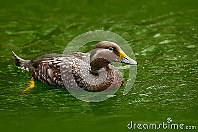 Flying steamer duck, Tachyeres patachonicus, is a member of the duck, goose. It can be found in the Southern part of South Americ Stock Photo