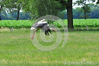 Flying stork Stock Photo