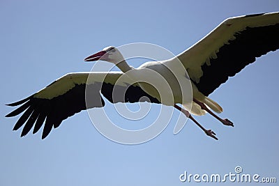Flying stork under blue sky, stork flying in nature Stock Photo