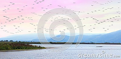 Flying at sunset Stock Photo