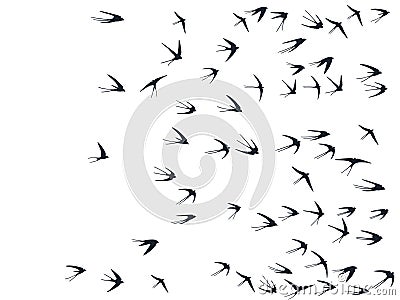 Flying swallow birds silhouettes vector illustration. Migratory martlets school isolated on white. Vector Illustration