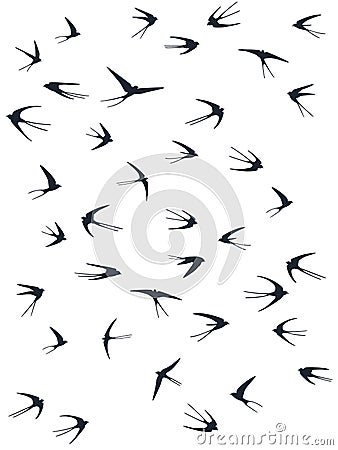 Flying swallow birds silhouettes vector illustration. Nomadic martlets flock isolated Vector Illustration
