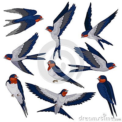 Flying swallow birds in various views set, flock of birds vector Illustration on a white background Vector Illustration