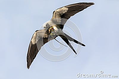 Flying swallow-tailed kite Elanoides forficatus with a Cuban knight anole Stock Photo