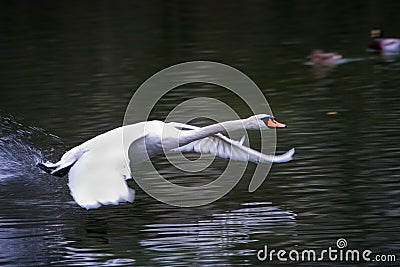 Flying Swan Stock Photo