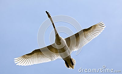 Flying Swan Stock Photo