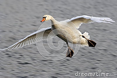 Flying swan Stock Photo