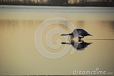 Flying swan Stock Photo