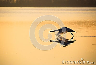 Flying swan Stock Photo